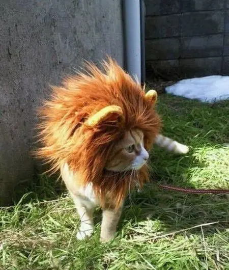 cat dressed up as lion