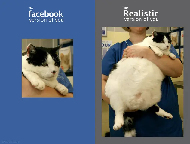 facebook you vs realistic you fat cat
